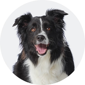 Face of a dog