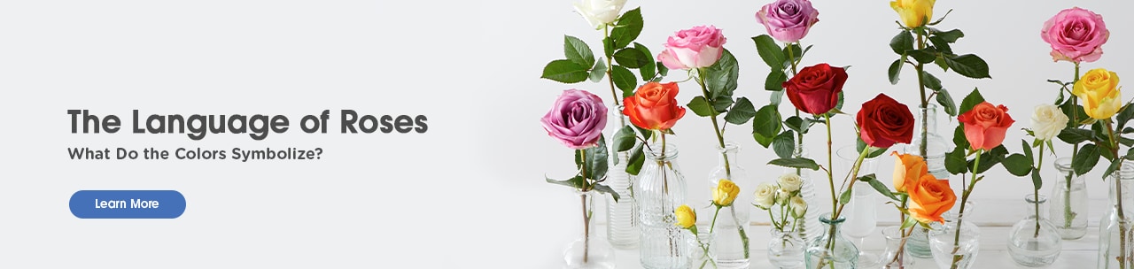 Rose Color Meanings