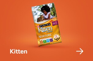Kitten