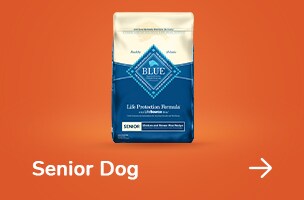 Senior Dog