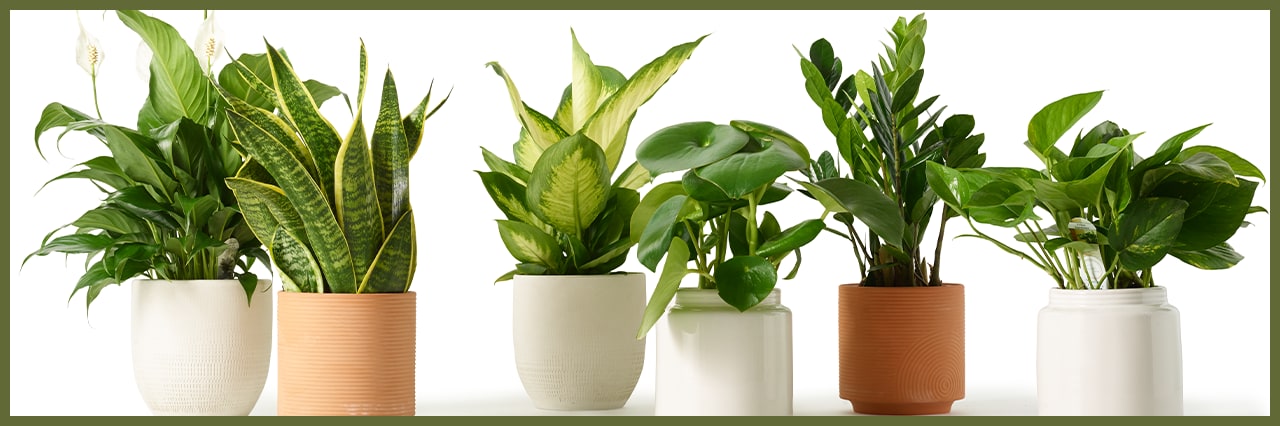 baker-s-8-common-houseplants-and-how-to-care-for-them