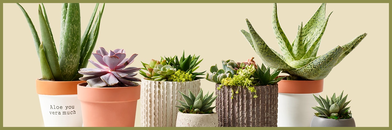 How to Care for Succulents